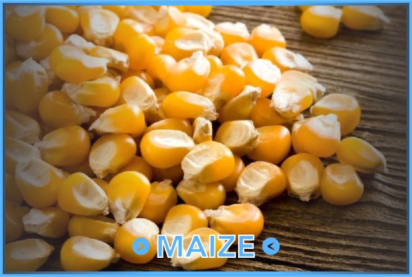 Maize